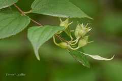 Philadelphus tomentosus